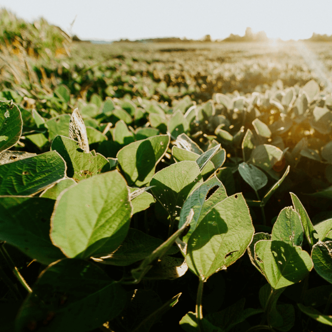 KERAGREEN PILLAR Soy Wax – Ceară de Soia pentru Lumânări Turnate, Ecologică și Certificată